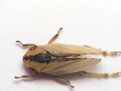 Philaenus spumarius